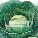Капуста «Білосніжка»
