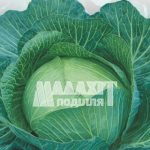 Капуста «Бригадир»