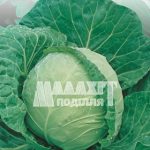 Капуста «Червнева»