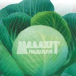 Капуста «Колобок»