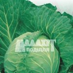 Капуста «Ярославна»