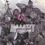 Базилік Фіолетовий