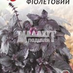 Базилік Фіолетовий