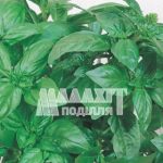 Базилік Зелений
