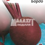 Буряк столовий Бордо
