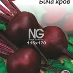 Буряк Бича Кров