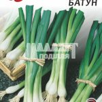 Цибуля Батун