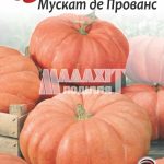 Гарбуз Мускат де Прованс