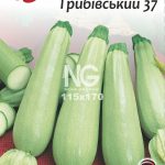 Кабачок Грибівський