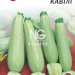 Кабачок Кавілі