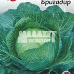 Капуста Бригадир