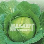 Капуста Слава 1305