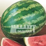 Кавун Кримсон Світ