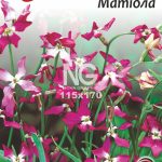 Матіола