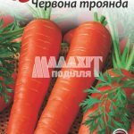 Морква Червона Троянда