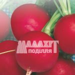 Редис Сора