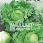 Салат Головчастий (латук)