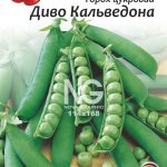 Горох Диво Кальведона