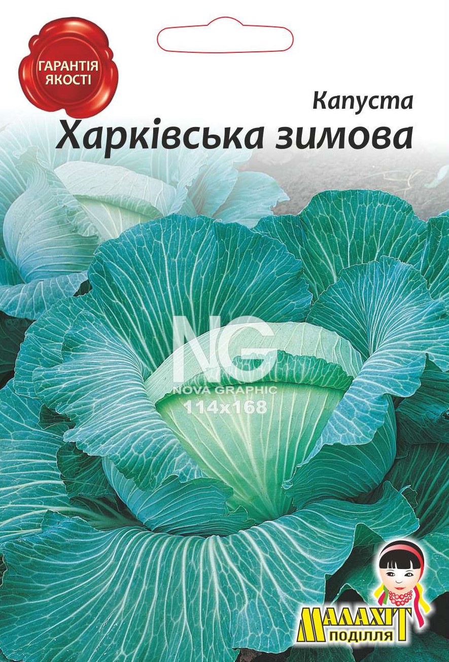 Капуста Харкивська зимова 1700367 Капуста Харківська зимова - Зображення 1